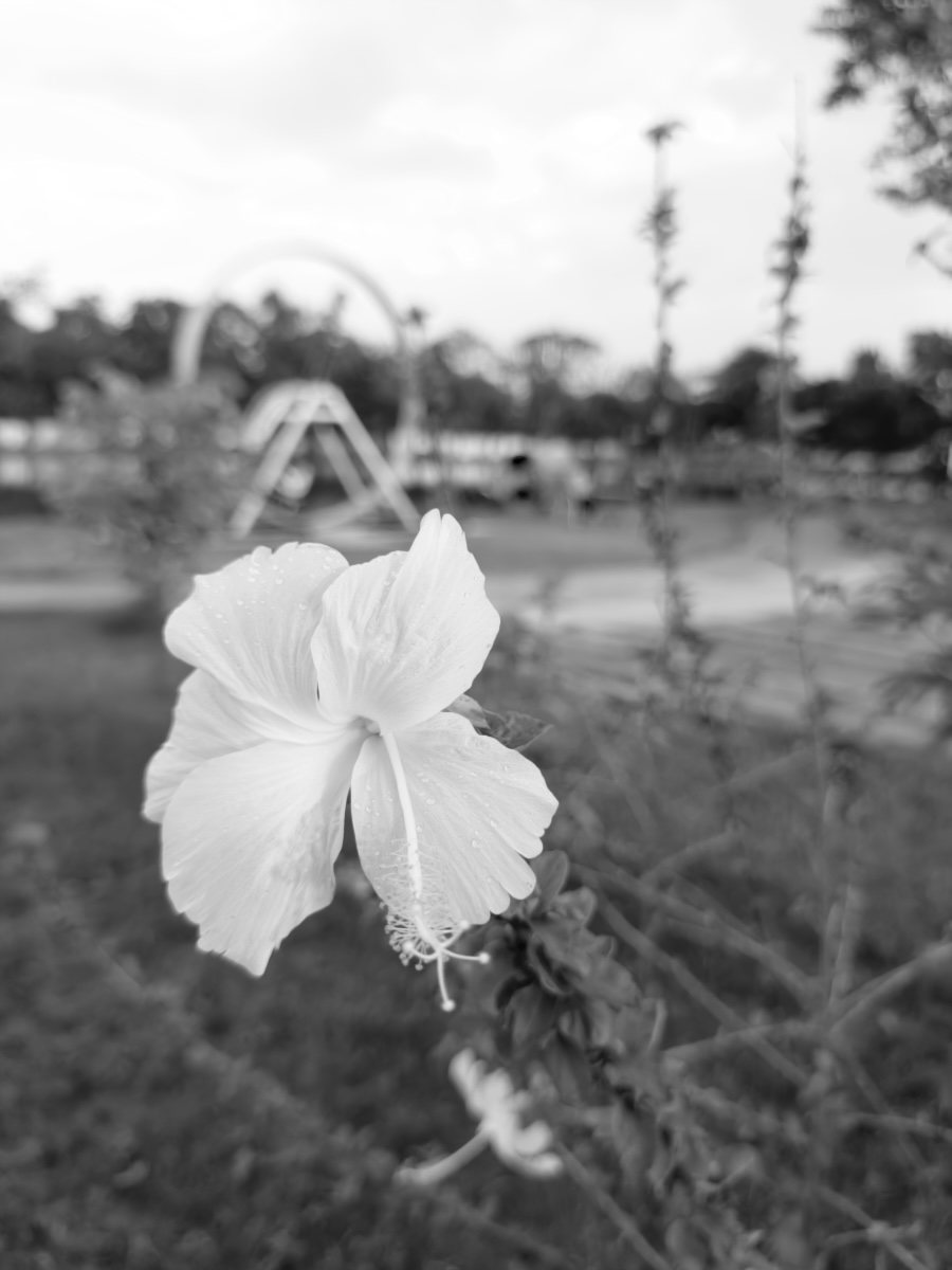 The same RAW developed with B&W + R