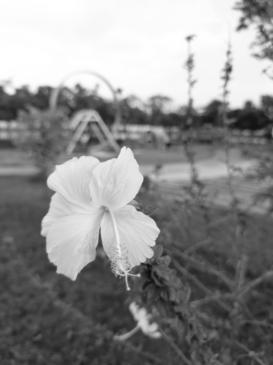 The same RAW developed with B&W