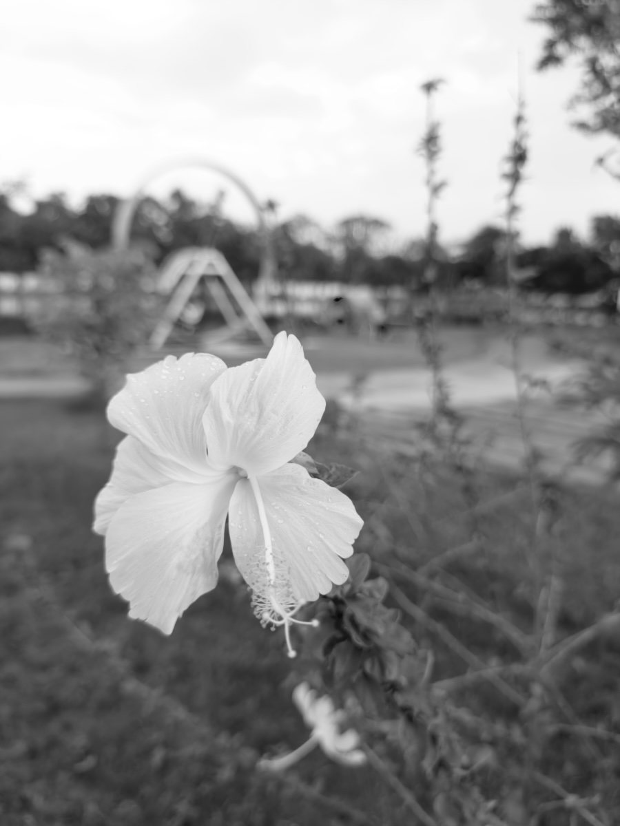 The same RAW developed with Mono + Ye