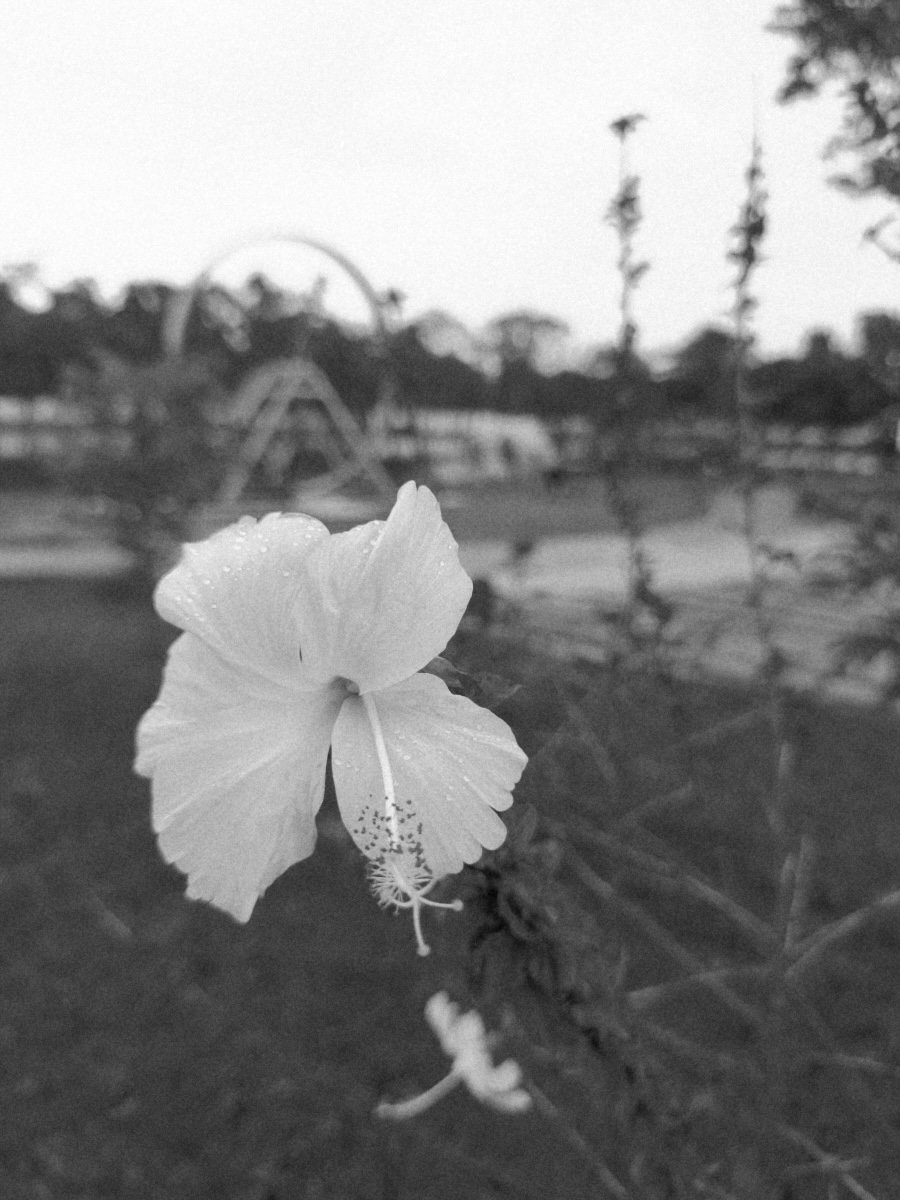 The same RAW developed with Noir
