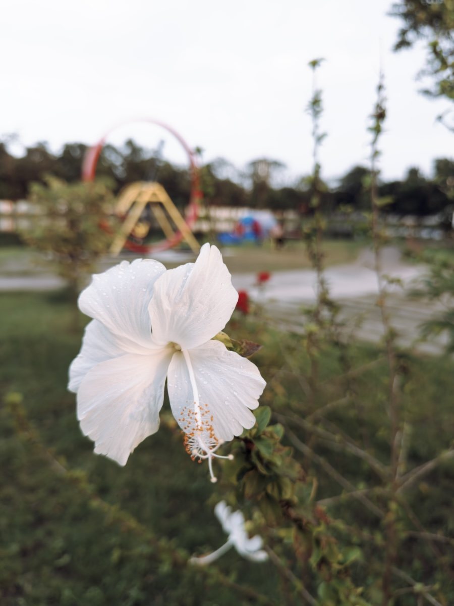 The same RAW developed with Postcard