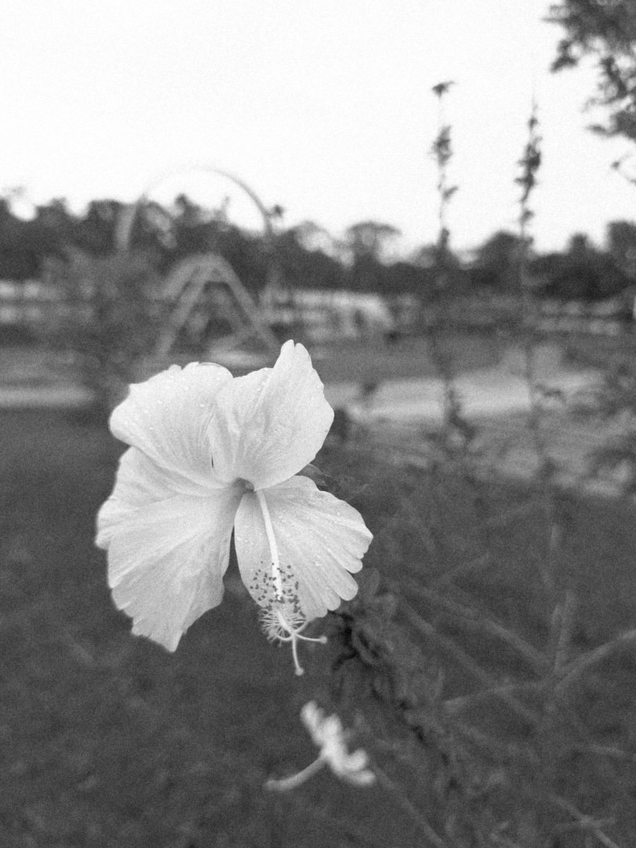 The same RAW developed with Press