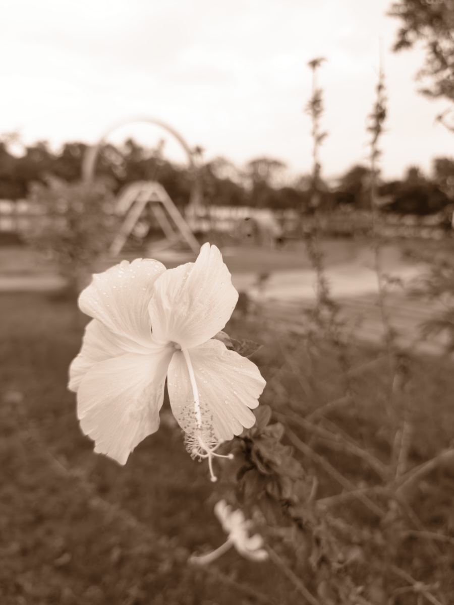 The same RAW developed with Sepia