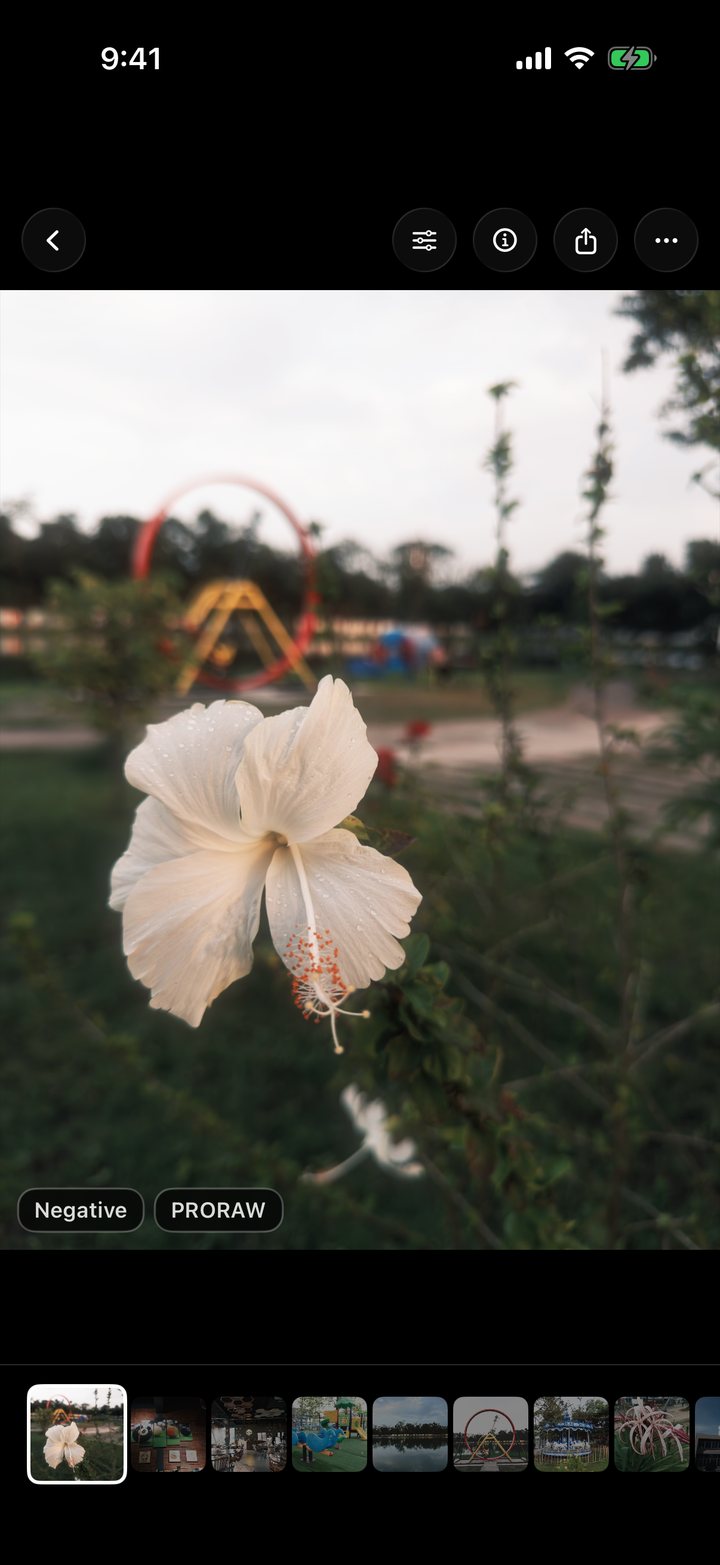 Ein weißer Hibiskus in einem Park, entwickelt mit dem Film Negative in Chobial